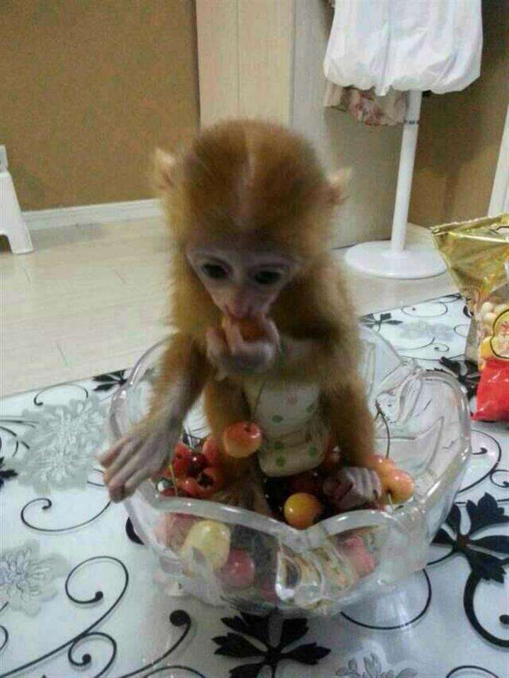 肯尼亚签证怎么买到